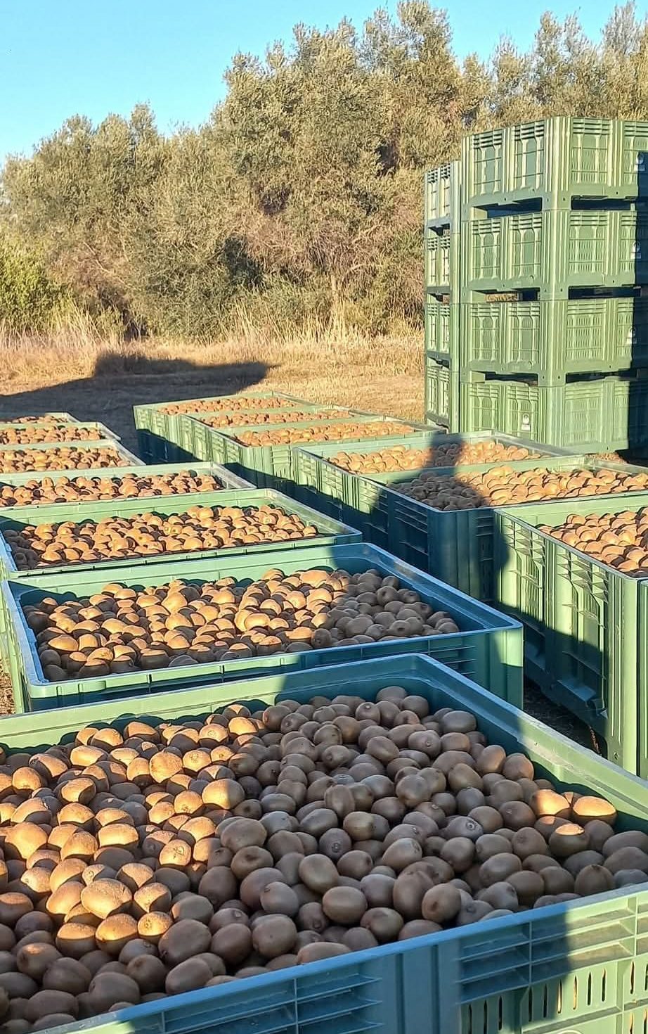 direct collaboration